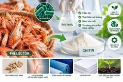 Nghiên cứu công nghệ xanh sản xuất chitin từ đầu, vỏ tôm