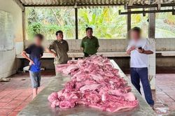 Vĩnh Long: Phát hiện điểm giết mổ heo chưa được cấp phép