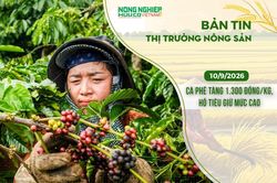 Thị trường nông sản 10/9/2026: Cà phê bật tăng 1.300 đồng/kg, hồ tiêu giữ mức cao