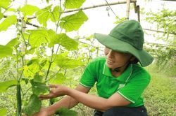 Hà Nội thúc đẩy nông nghiệp xanh: Nâng tầm nông sản và phát triển bền vững
