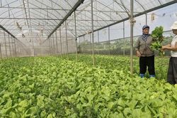 Mở rộng quy mô sản xuất rau hữu cơ, thích ứng biến đổi khí hậu