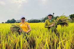 Khẩn trương thu hoạch lúa Hè Thu để ứng phó mưa bão