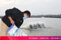 Mưa lớn dự báo cận kề, người nuôi trồng thủy sản tất bật ứng phó