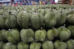 Thái Lan tranh luận về dự thảo Luật Sầu riêng