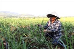 Mía đường - 'mỏ vàng' năng lượng bị bỏ ngỏ