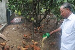 Nâng tầm thương hiệu 'Gà tre Đèo Le'