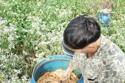 Giảm thuốc hóa học, nâng sức khỏe cây trồng