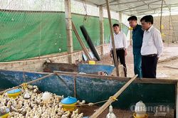 Khát vọng làm giàu trên quê hương