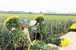 Sạch - xanh từ những thay đổi trên đồng ruộng ở xã Hát Môn