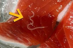 Phát hiện ký sinh trùng ngập tràn trong mẻ cá ngừ được đánh bắt