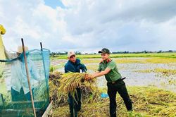 Công an, bộ đội giúp dân thu hoạch lúa sau mưa lớn