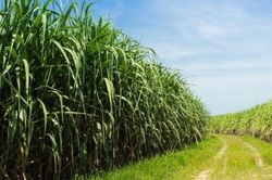 Một 'mỏ vàng' năng lượng tái tạo đang bị bỏ ngỏ ở Brazil