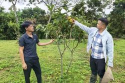 Khoa học, công nghệ mở hướng nâng tầm giá trị cây hồng giòn Lạng Sơn