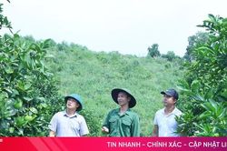 Nhiều giải pháp khắc phục tình trạng suy thoái ở một số diện tích cam Khe Mây
