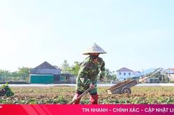 Hà Tĩnh phấn đấu gieo trồng hơn 11.860 ha cây vụ đông