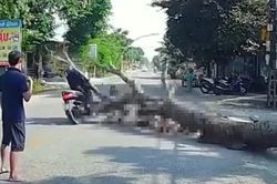 Câu chuyện tuần qua: Một cái cây - một mạng người, trách nhiệm thuộc về ai?