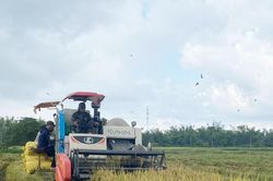 Lúa hè thu 'về đích' trước mùa mưa bão