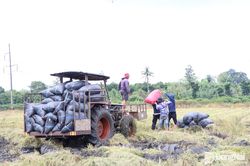 Mùa lúa mới của người Chơ-ro