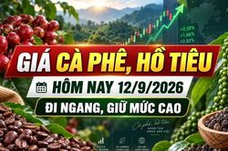 Giá cà phê, hồ tiêu hôm nay 12/9: Thị trường đồng loạt đi ngang