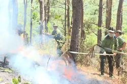 Gia Lai: Chủ động phòng ngừa nguy cơ cháy rừng tại nhiều địa phương
