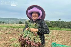 Nông dân Vĩnh Hải được mùa hành tím