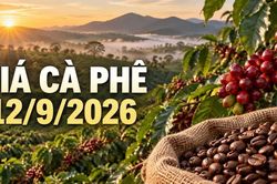 Giá cà phê hôm nay 12/9/2026: Trong nước tăng, Robusta bật mạnh