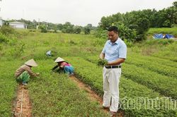 Ươm cây giống, trồng... phú nông