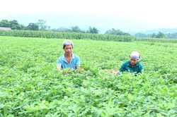 Minh Quang phát triển vùng nguyên liệu lạc hàng hóa