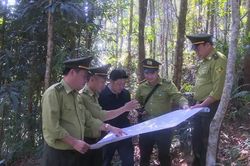 Tìm hướng để tham gia thị trường tín chỉ các-bon rừng