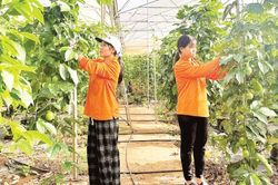 Cần giải pháp đồng bộ phát triển thuốc bảo vệ thực vật sinh học