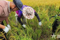 Người đi tìm vòng đời mới cho rơm