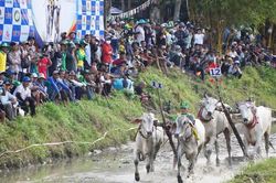 Tưng bừng khai mạc Hội đua bò truyền thống Chùa Rô năm 2026