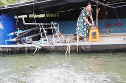 Từ mượn sổ đỏ vay nợ, người phụ nữ miền Tây dựng cơ sở cá thát lát thu 28 tỷ/năm
