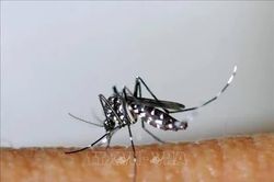 Dịch sốt xuất huyết diễn biến phức tạp ở tỉnh miền Đông Cuba