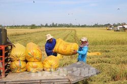 Giá gạo xuất khẩu vẫn duy trì trạng thái ổn định