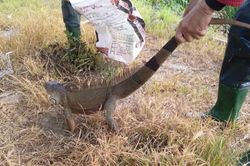 Phát hiện 'quái vật' dài gần 1,6 m trên ruộng, nữ công nhân hoảng sợ bỏ chạy