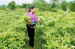 Cần mạng lưới đồng hành dài hơi cho 'hạt giống' khởi nghiệp sinh trưởng