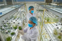 Nuôi cấy mô trong nông nghiệp hiện đại