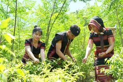 Mở lối sinh kế giữa miền mây