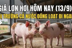 Giá lợn hơi hôm nay (13/9): Thị trường cả nước đồng loạt đi ngang