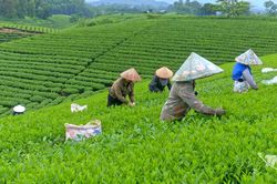 Cấp 'căn cước' cho chè