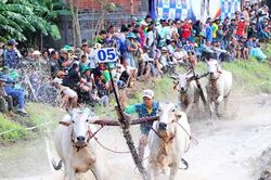 32 đôi bò tranh tài kịch tính tại Hội đua bò truyền thống Chùa Rô