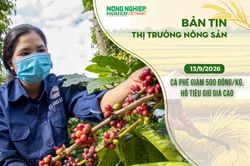 Thị trường nông sản 13/9/2026: Cà phê giảm 500 đồng/kg, hồ tiêu giữ giá cao