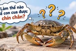 Làm thế nào để con cua được chín chân?