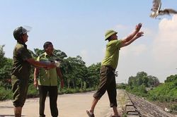 Cận cảnh lội đồng gỡ 'thiên la địa võng' bẫy chim trời