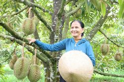 Quảng Ngãi: Người dân miền núi mạnh dạn chuyển đổi cây trồng