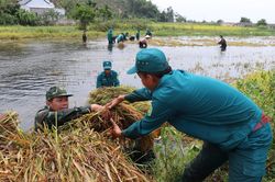 Bộ đội, dân quân dầm mưa giúp dân Quang Ngãi 'cứu' lúa