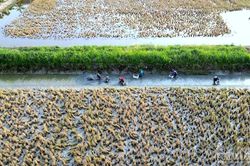 Cà Mau chủ động kịch bản ứng phó nguy cơ El Nino gay gắt