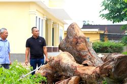 Vụ hàng cây xà cừ bị cưa hạ bất thường: Chủ tịch tỉnh Gia Lai chỉ đạo xử lý cá nhân liên quan