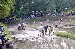 Hàng nghìn người đổ về xem Hội đua bò truyền thống chùa Rô ở An Giang